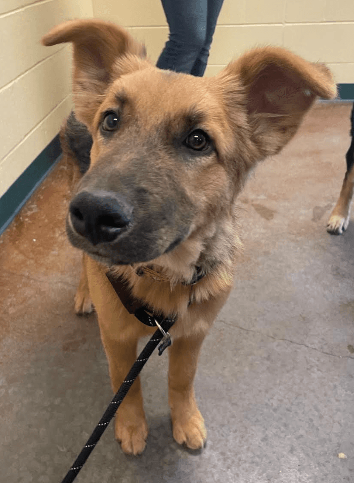 Abe - German Shepherd Dog