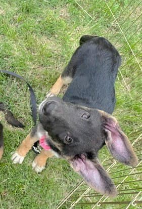 Bea - German Shepherd Dog