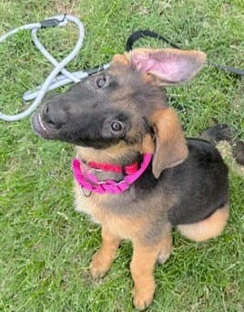 Remi - German Shepherd Dog