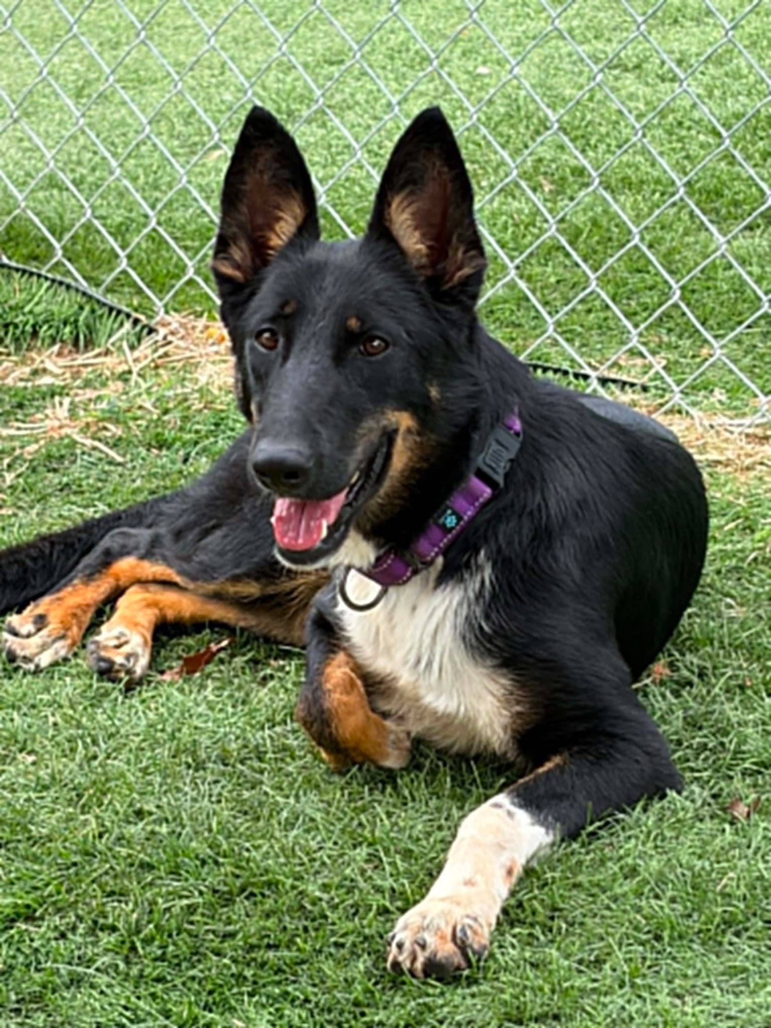 Cali - German Shepherd Dog