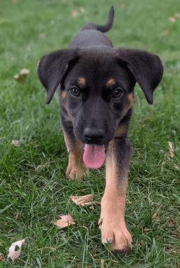 Sadie image 1