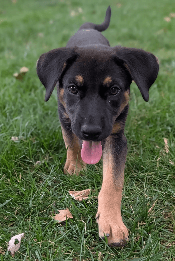 Sadie - German Shepherd Dog