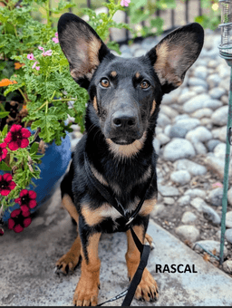 Rascal image 1