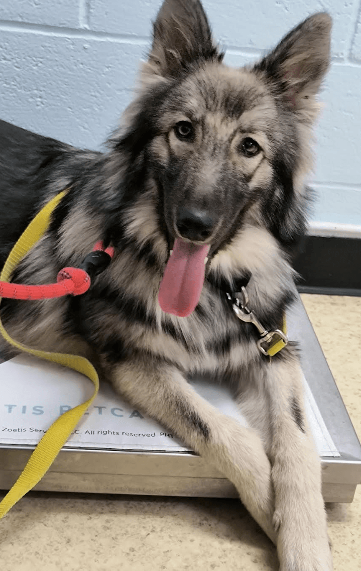 Tatum - German Shepherd Dog