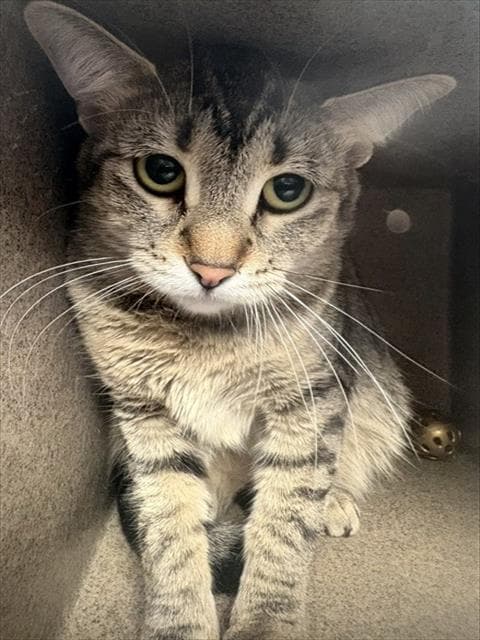 Tigerous - Domestic Short Hair