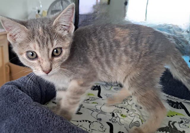 Rosebud - Domestic Short Hair