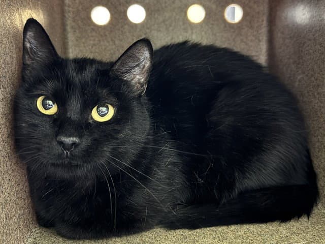 Olive - Domestic Short Hair