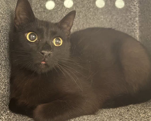 Berries In The Barn - Domestic Short Hair