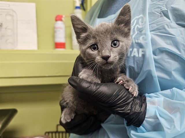 Batman - Domestic Short Hair
