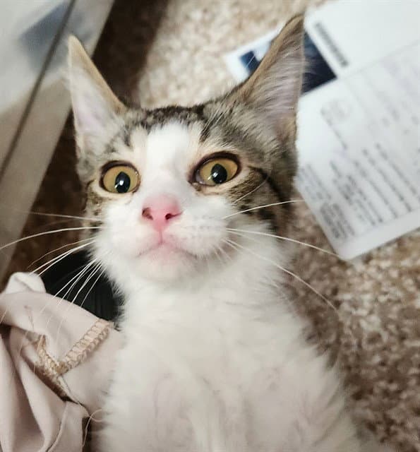 Brady - Domestic Short Hair
