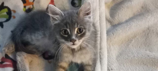 Ebony - Domestic Short Hair