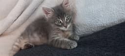 Avery image 1