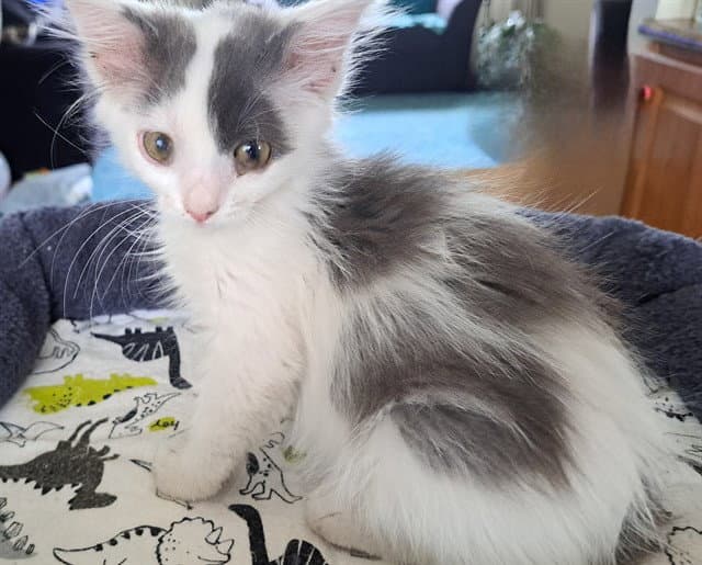 Tulip - Domestic Short Hair