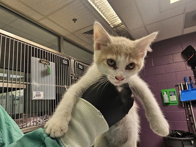 Sparrow - Domestic Short Hair