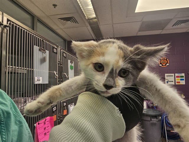 Calico Jack - Domestic Short Hair