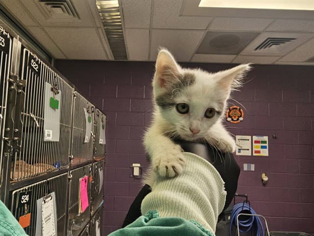 Madame Cheng - Domestic Short Hair
