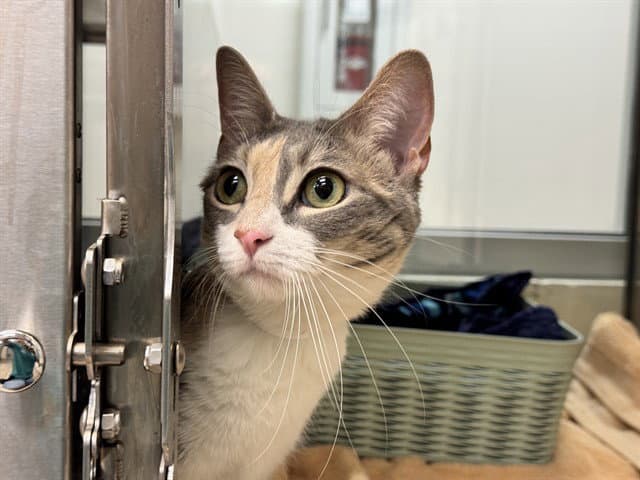 Cookie Dough - Domestic Short Hair