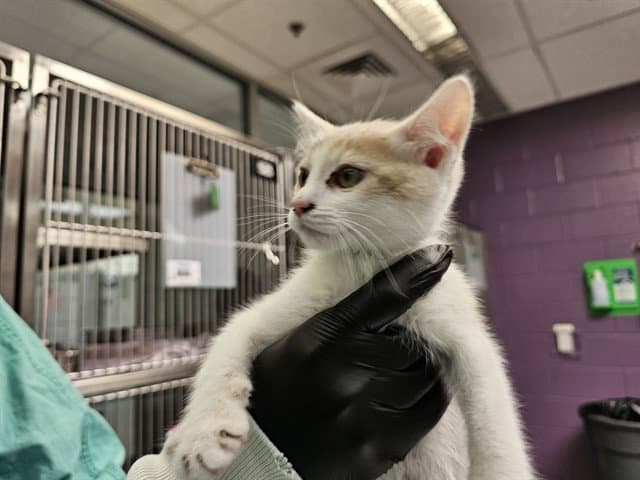 Barbosa - Domestic Short Hair