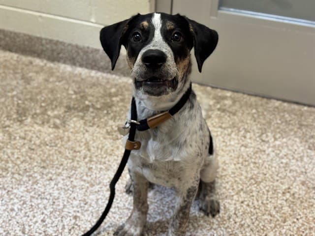 Peewee - Bluetick Coonhound