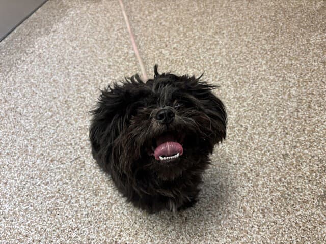 Loki - Shih Tzu