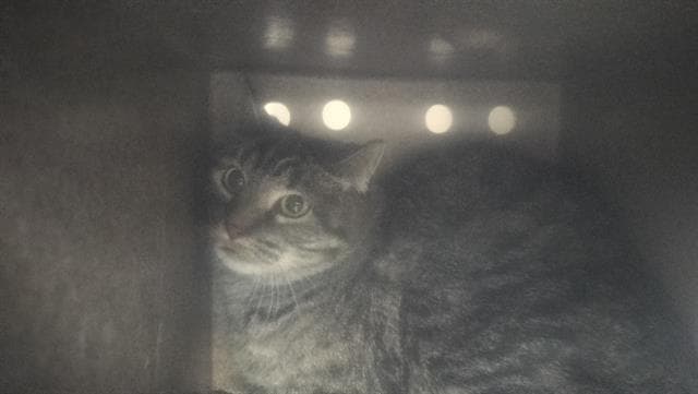 Winter - Domestic Short Hair
