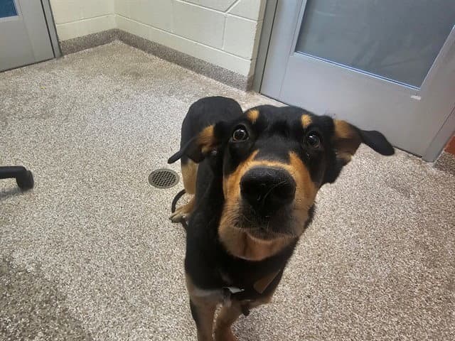 Maze - Doberman Pinscher
