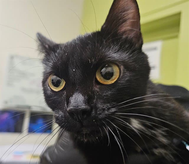 Edna - Domestic Long Hair