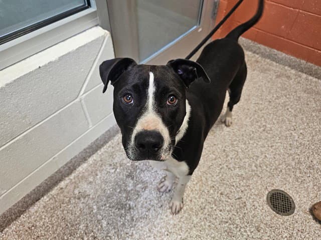 Oreo - Pit Bull Terrier