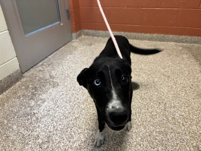 Eloise - Border Collie