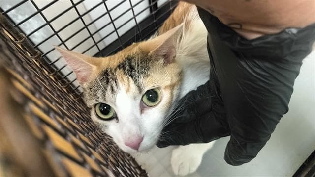 Pandora - Domestic Short Hair
