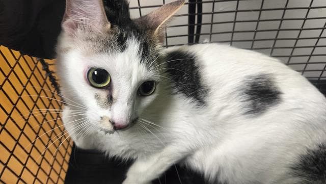 Nemesis - Domestic Short Hair