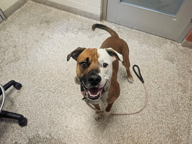 Zoey - Pit Bull Terrier