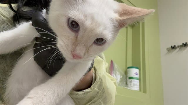 Ghost Pepper - Domestic Short Hair