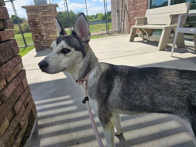 Harlow - Siberian Husky