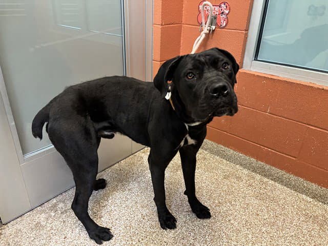 Tonka - Cane Corso Mastiff