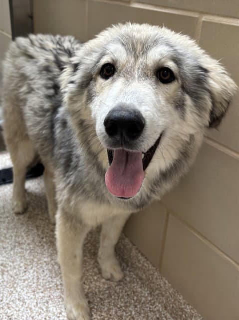 Evelyn - Siberian Husky