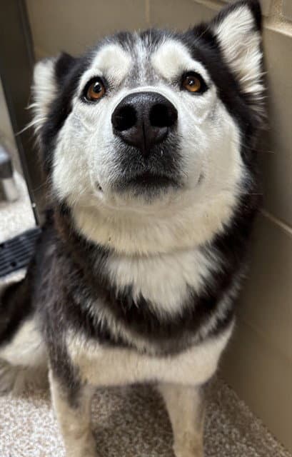 Angelique - Siberian Husky