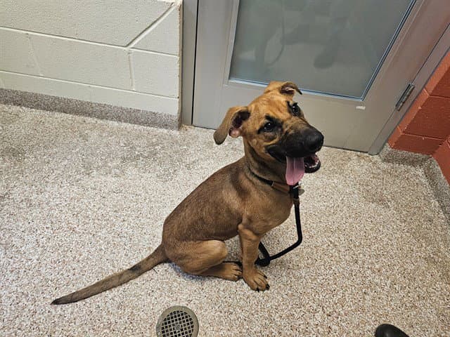 Frankie - Great Dane
