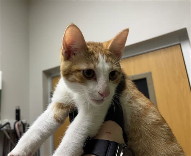 Pepper Jack - Domestic Short Hair
