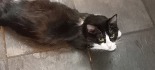 Nell - Domestic Long Hair