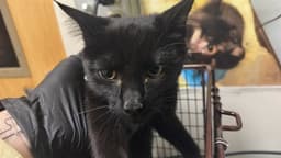 Blackie image 1