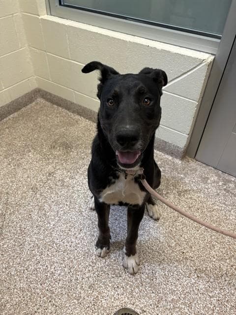 Zeus - Labrador Retriever