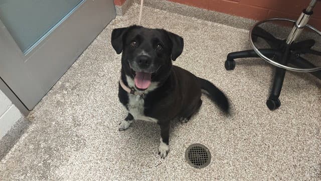Maggie - Labrador Retriever