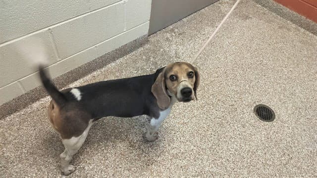Bagel - Beagle