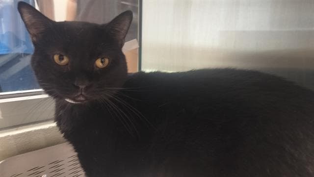 Firestone - Domestic Short Hair