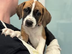 Daisey image 1