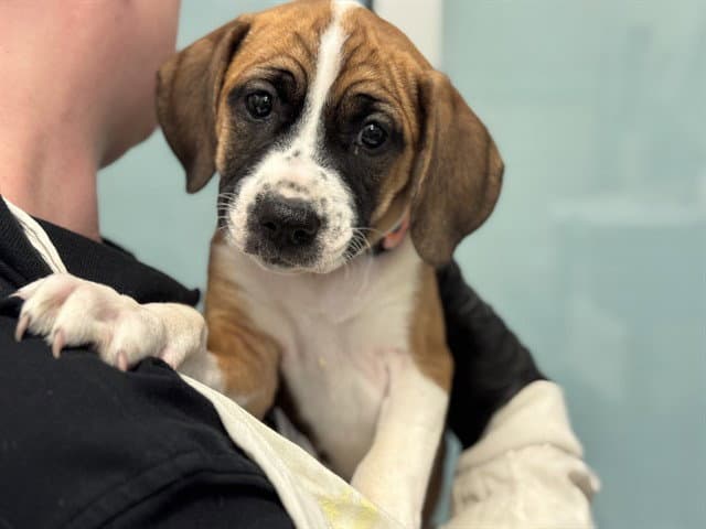 Daisey - Boxer