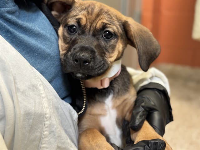 Minnie - Boxer