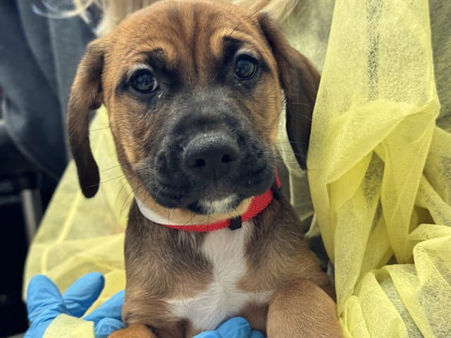 Mickey - Boxer