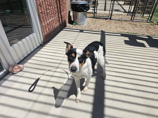 Mona - Australian Cattle Dog/Blue Heeler